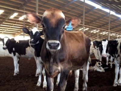 Calf Management Uses