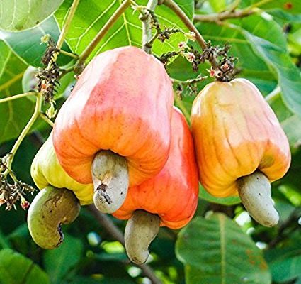 Cashew Nut Cultivation