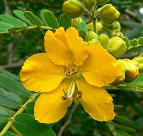 Cassia Angustifolia Cultivation