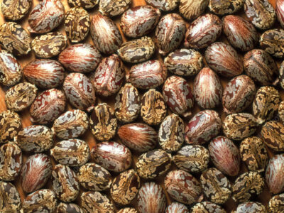 Castor Seeds