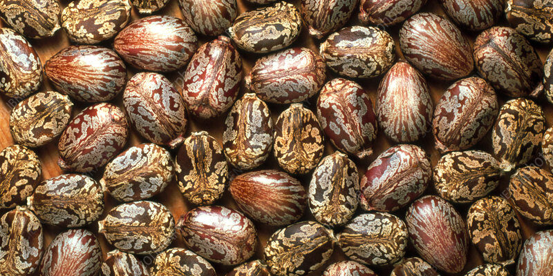 Castor Seeds