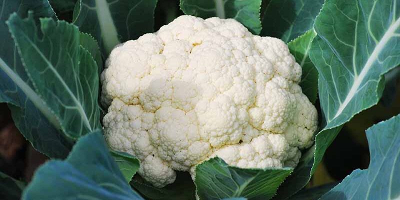 Cauliflower Physical Defects