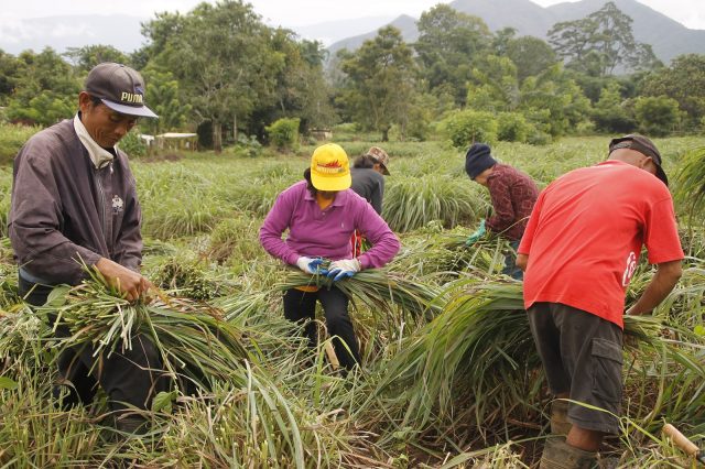 Citronella Cultivation