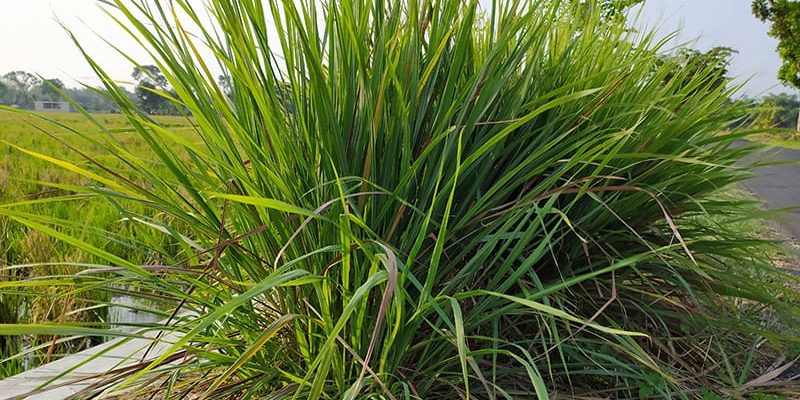 Citronella