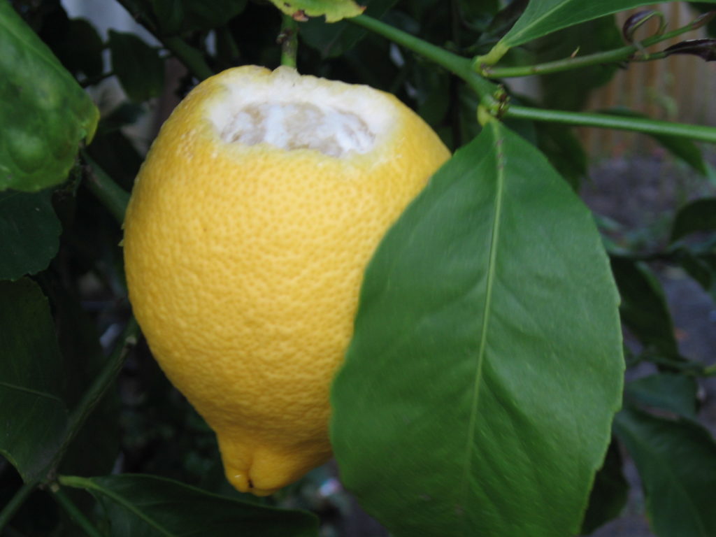 Citrus Crop Protection