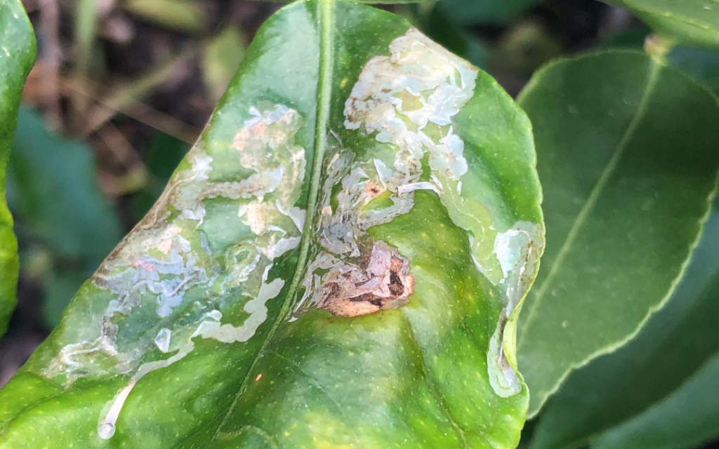 Citrus Leaf Miner