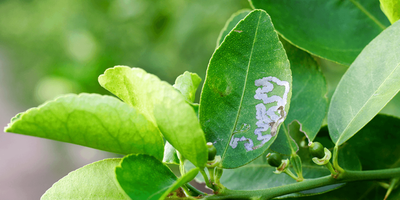 Citrus Leaf Miner Trap