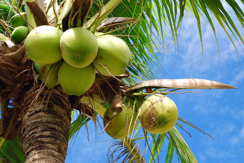 Coconut Fruit Drop