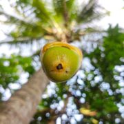Coconut Fruit