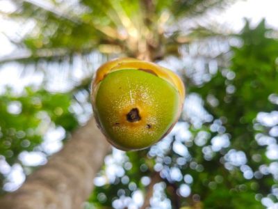 Coconut Fruit