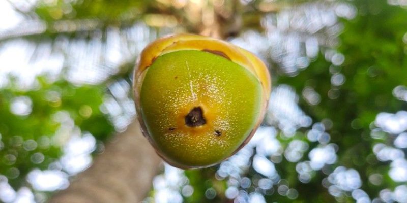 Coconut Fruit