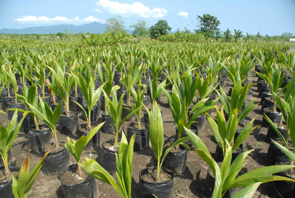 Coconut Planting