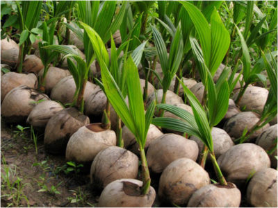 Coconut Planting Sapling