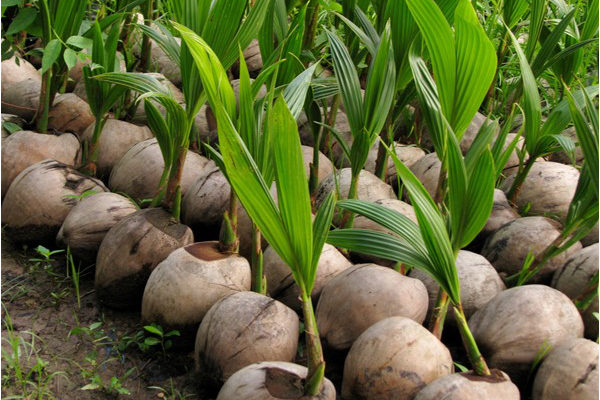 Coconut Planting Sapling