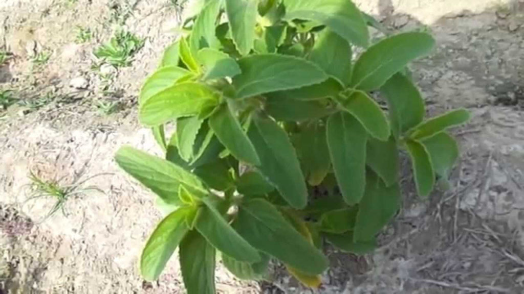 Coleus Cultivation