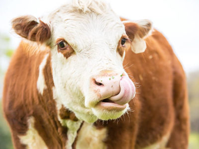 Colibacillosis in Cattle Symptoms