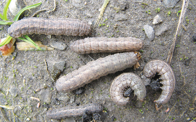 Damage Symptoms of Pests