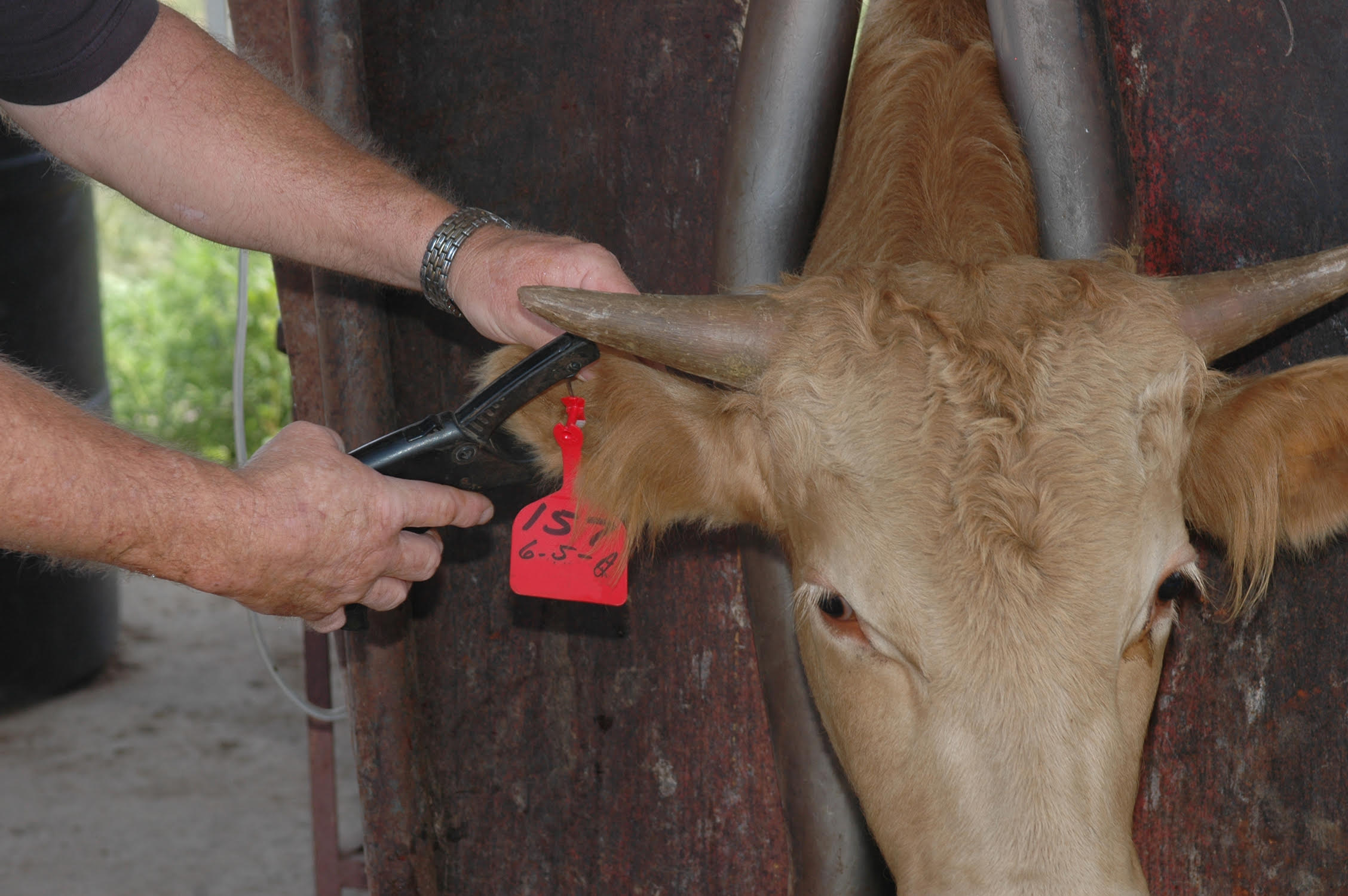 De- Horning in Cattle