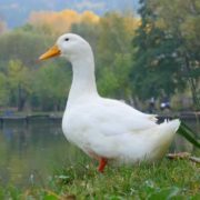 Diseases in Duck Rearing