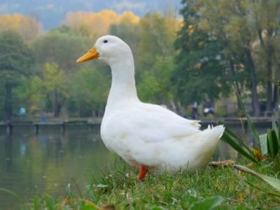 Diseases in Duck Rearing