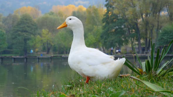 Diseases in Duck Rearing