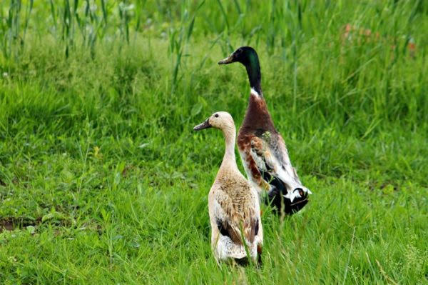 Duck Management