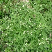 Parthenium Hysterophorus