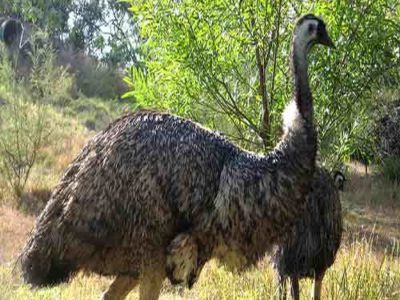 Emu Bird