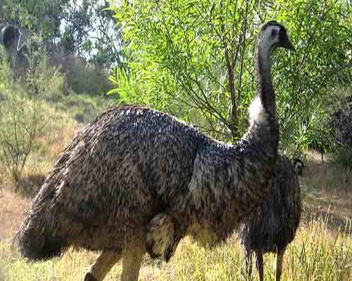 Emu Bird