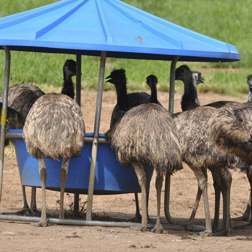 Emu Bird Farming