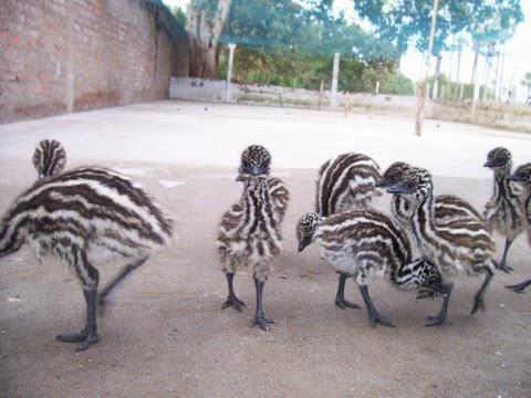 Emu Chicks