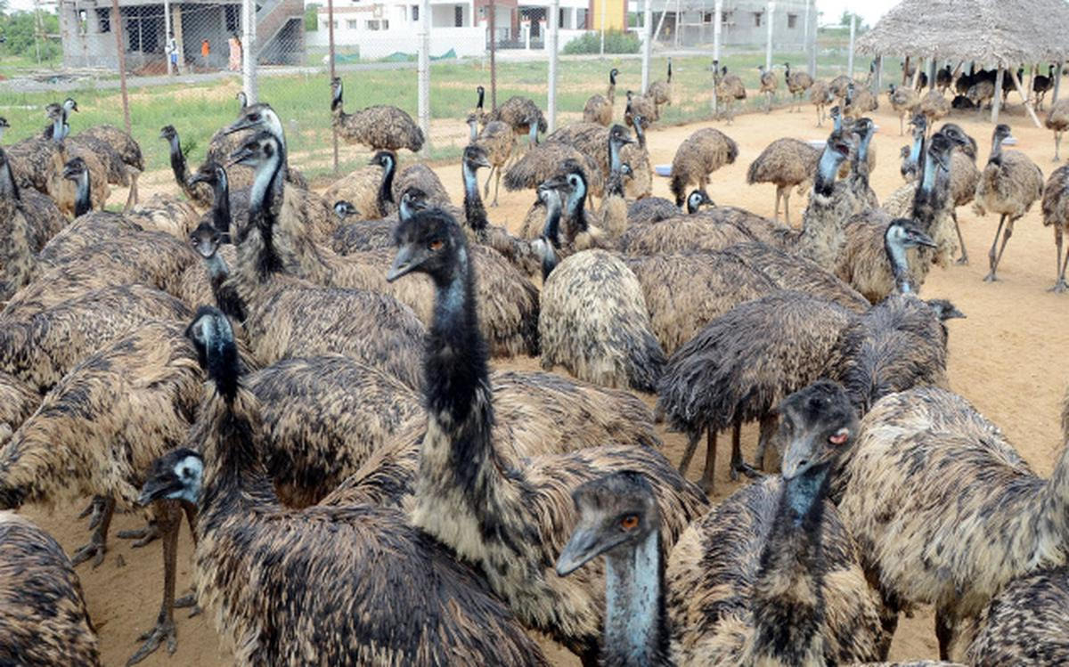 Emu Chicks Management