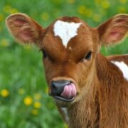 Female Calf Rearing
