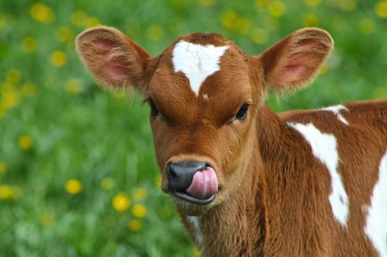 Female Calf Rearing