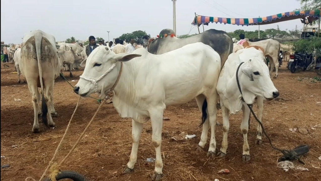 Female Calf Rearing