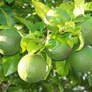 Fertilizer and Water Management for Citrus Orchards