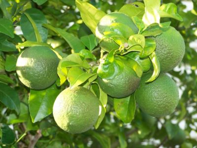 Fertilizer and Water Management for Citrus Orchards