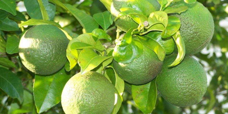 Fertilizer and Water Management for Citrus Orchards