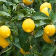 Fertilizer and Water Management for Citrus Orchards