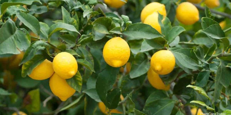 Fertilizer and Water Management for Citrus Orchards