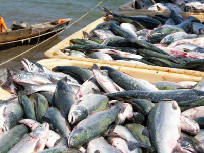 Fish Farming, Cultivation