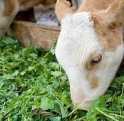Fodder Benefits for Cattle