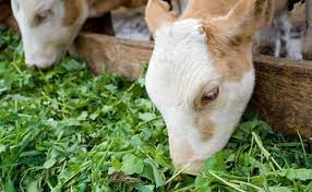 Fodder Benefits for Cattle