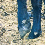 Foot Rot Disease in Cattle
