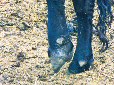 Foot Rot Disease in Cattle