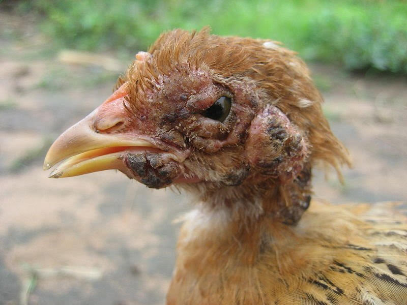 Fowl Pox in Poultry