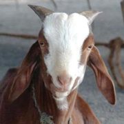 Goat Plague Disease