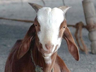Goat Plague Disease