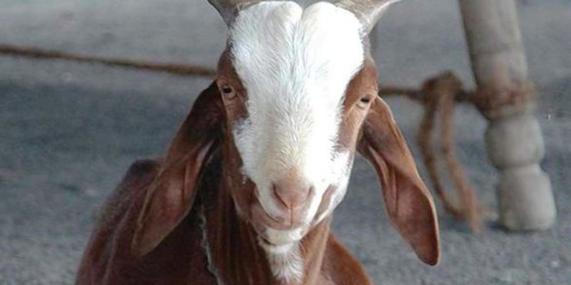 Goat Plague Disease