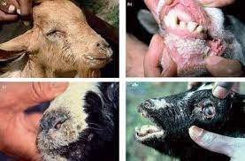 Goat Plague Disease